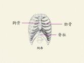 苏教版生物七年级下册 第十章 第三节 人体和外界环境的气体交换(2)（课件）