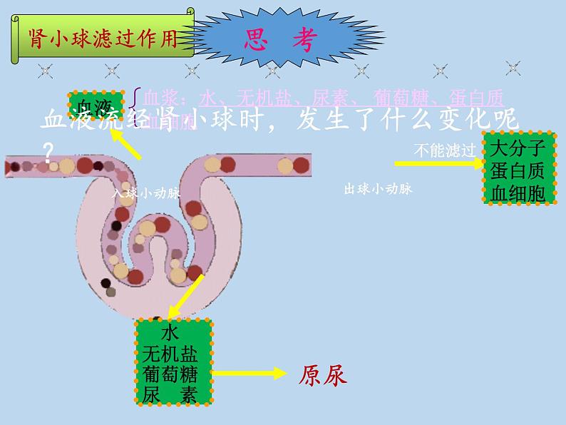 苏教版生物七年级下册 第十一章 第二节 人体废物的排出(6)（课件）第4页