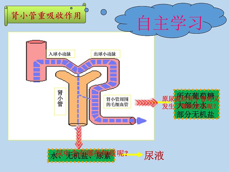 苏教版生物七年级下册 第十一章 第二节 人体废物的排出(6)（课件）第5页