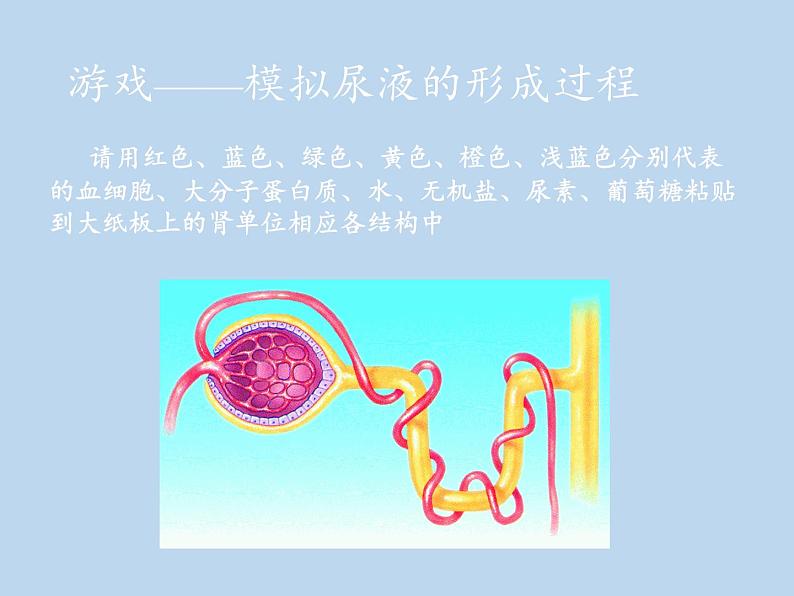 苏教版生物七年级下册 第十一章 第二节 人体废物的排出(6)（课件）第6页