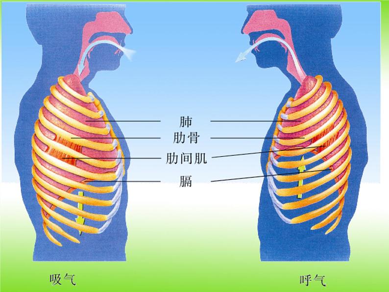 苏教版生物七年级下册 第十章 第三节 人体和外界环境的气体交换(4)（课件）07