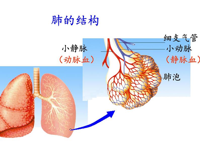 苏教版生物七年级下册 第十章 第三节 人体和外界环境的气体交换(5)（课件）第3页