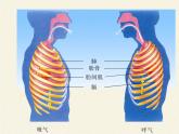 苏教版生物七年级下册 第十章 第三节 人体和外界环境的气体交换(5)（课件）