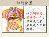 苏教版生物七年级下册 第十章 第四节 人体内的气体交换(5)（课件）