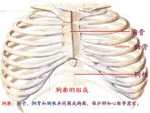 苏教版生物七年级下册 第十章 第四节 人体内的气体交换(5)（课件）