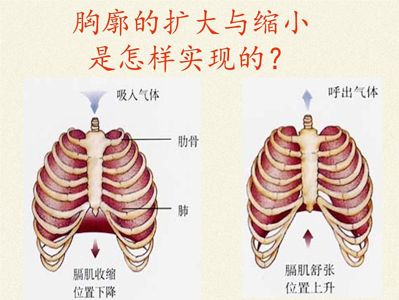 苏教版生物七年级下册 第十章 第四节 人体内的气体交换(5)（课件）06