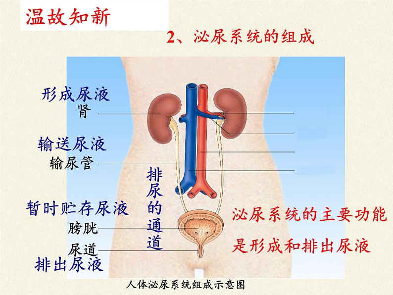 苏教版生物七年级下册 第十一章 第二节 人体废物的排出(4)（课件）06