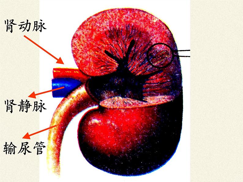 苏教版生物七年级下册 第十一章 第二节 人体废物的排出(4)（课件）07