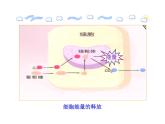 苏教版生物七年级下册 第十章 第五节 人体能量的供给_1（课件）