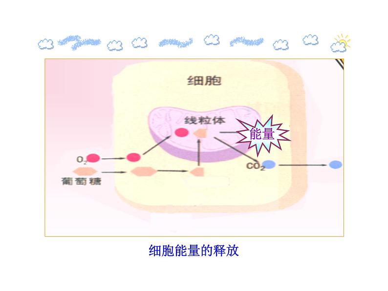 苏教版生物七年级下册 第十章 第五节 人体能量的供给_1（课件）第5页