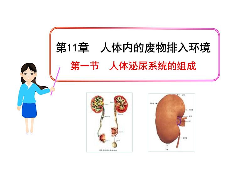 苏教版生物七年级下册 第十一章 第一节 人体泌尿系统的组成_1（课件）第1页