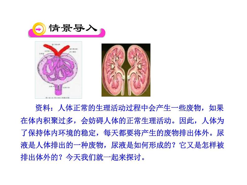 苏教版生物七年级下册 第十一章 第一节 人体泌尿系统的组成_1（课件）第2页