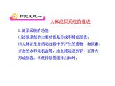 苏教版生物七年级下册 第十一章 第一节 人体泌尿系统的组成_1（课件）