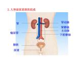 苏教版生物七年级下册 第十一章 第一节 人体泌尿系统的组成_1（课件）
