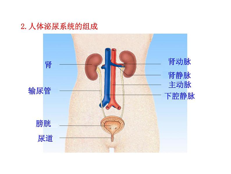 苏教版生物七年级下册 第十一章 第一节 人体泌尿系统的组成_1（课件）第5页