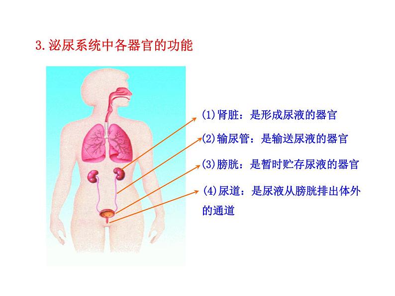 苏教版生物七年级下册 第十一章 第一节 人体泌尿系统的组成_1（课件）第6页