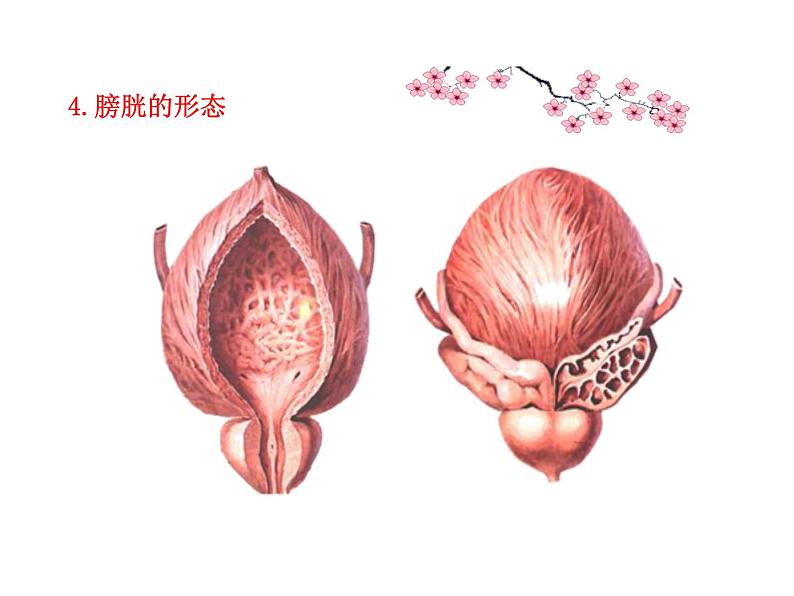 苏教版生物七年级下册 第十一章 第一节 人体泌尿系统的组成_1（课件）第7页