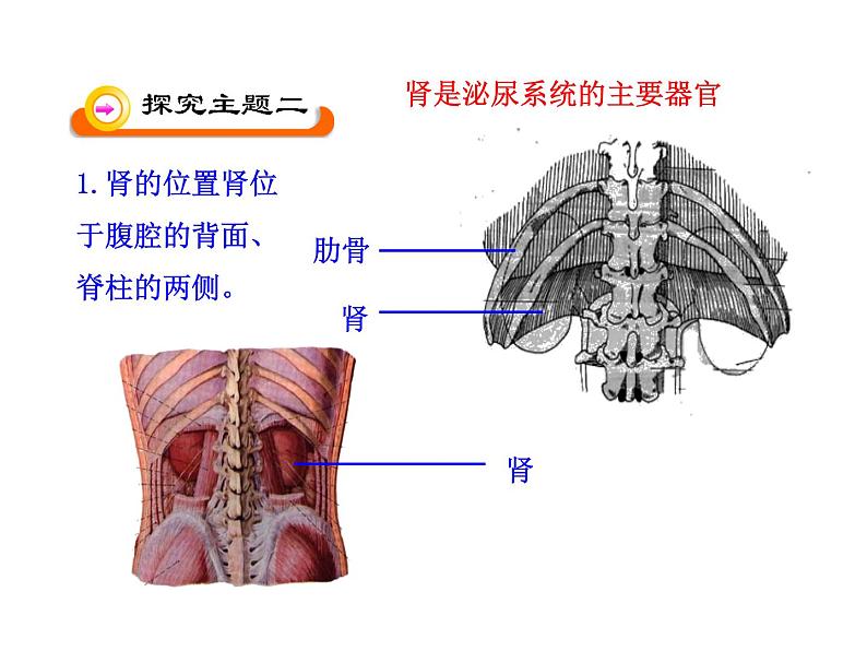 苏教版生物七年级下册 第十一章 第一节 人体泌尿系统的组成_1（课件）第8页