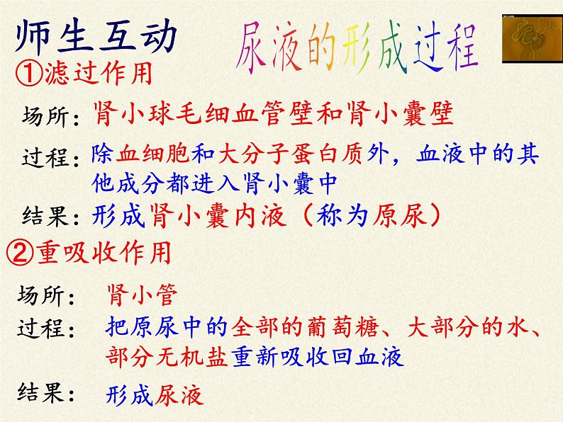 苏教版生物七年级下册 第十一章 第二节 人体废物的排出(16)（课件）第7页