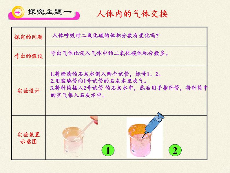 苏教版生物七年级下册 第十章 第四节 人体内的气体交换(12)（课件）第5页