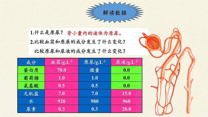 苏教版生物七年级下册 第十一章 第二节 人体废物的排出(11)（课件）02