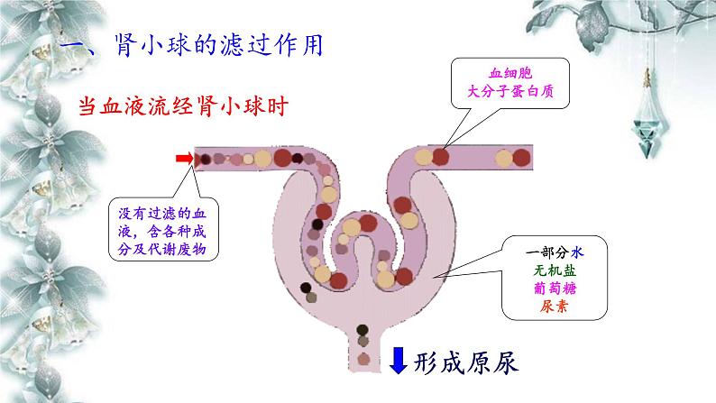 苏教版生物七年级下册 第十一章 第二节 人体废物的排出(11)（课件）04