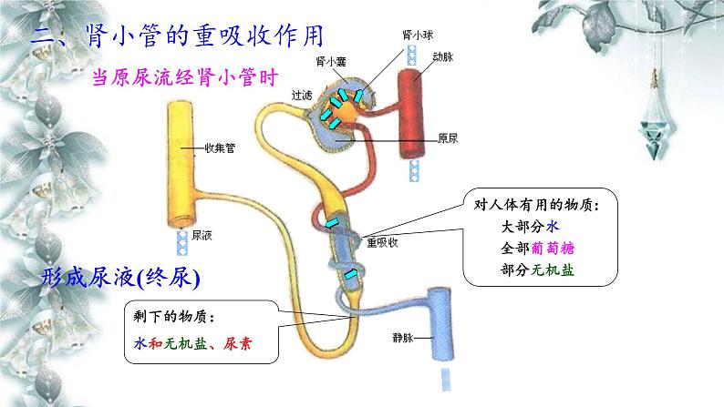 苏教版生物七年级下册 第十一章 第二节 人体废物的排出(11)（课件）06