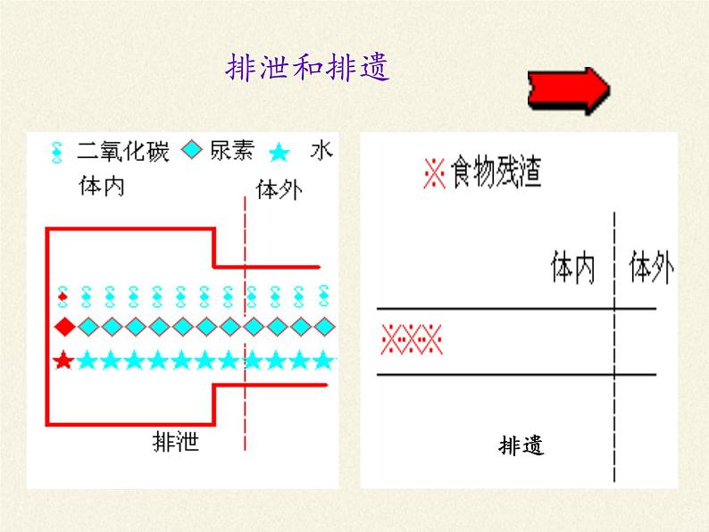 苏教版生物七年级下册 第十一章 第二节 人体废物的排出(1)（课件）第3页