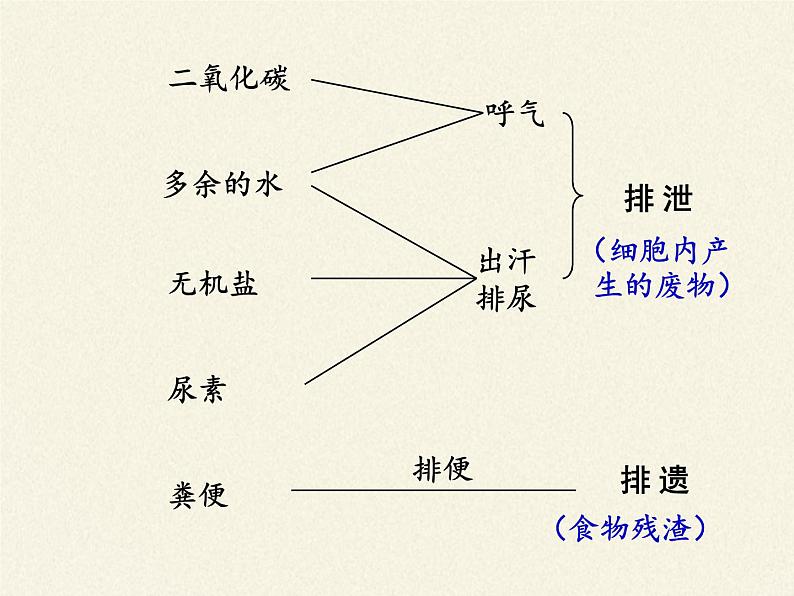 苏教版生物七年级下册 第十一章 第二节 人体废物的排出(1)（课件）第4页