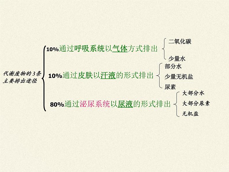 苏教版生物七年级下册 第十一章 第二节 人体废物的排出(1)（课件）第5页