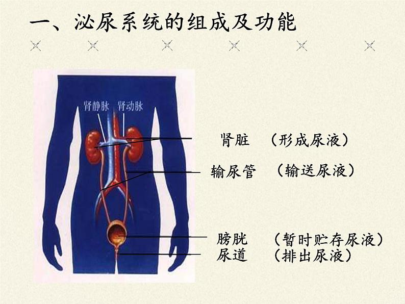 苏教版生物七年级下册 第十一章 第二节 人体废物的排出(1)（课件）第7页