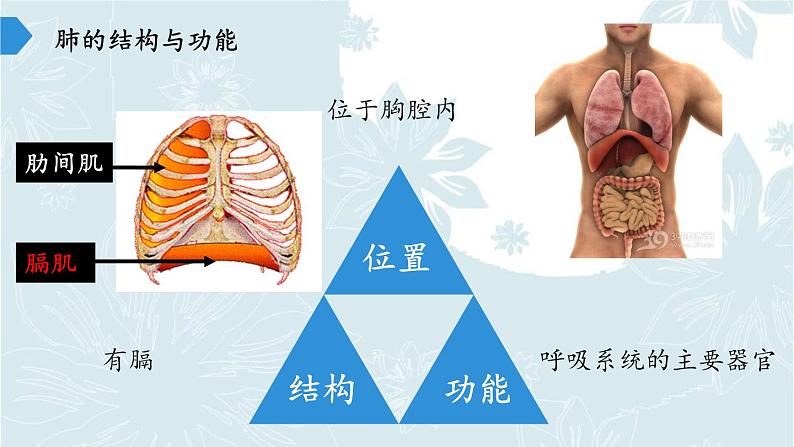 苏教版生物七年级下册 第十章 第四节 人体内的气体交换(11)（课件）第5页