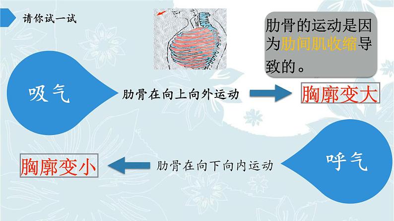 苏教版生物七年级下册 第十章 第四节 人体内的气体交换(11)（课件）第6页