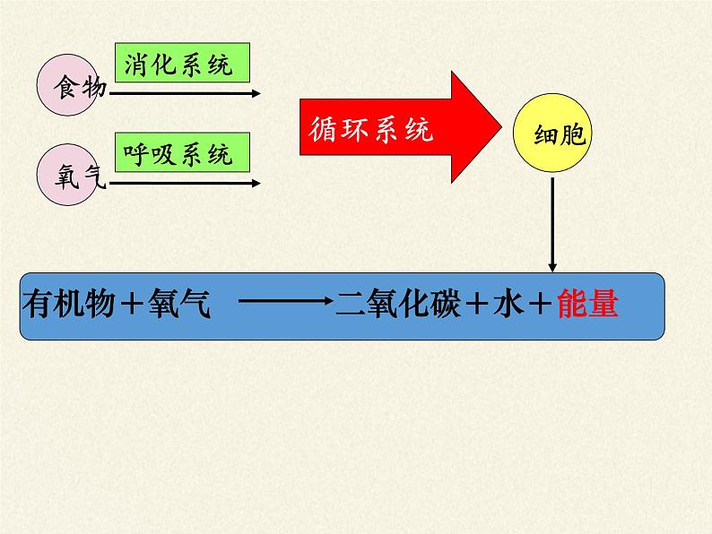 苏教版生物七年级下册 第十章 第五节 人体能量的供给(3)（课件）第7页