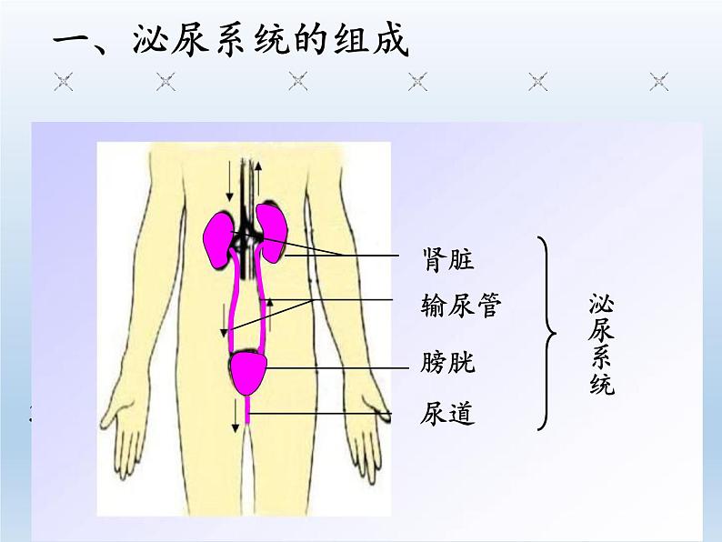 苏教版生物七年级下册 第十一章 第二节 人体废物的排出(7)（课件）05