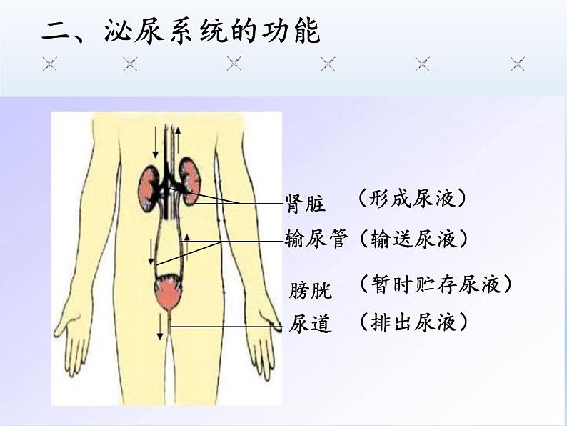 苏教版生物七年级下册 第十一章 第二节 人体废物的排出(7)（课件）06