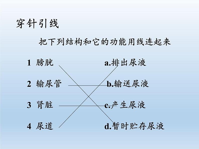 苏教版生物七年级下册 第十一章 第二节 人体废物的排出(7)（课件）07