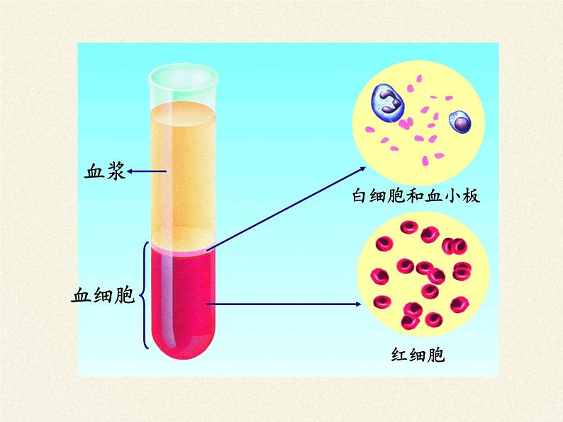 苏教版生物七年级下册 第十章 第一节 血液和血型（课件）第6页