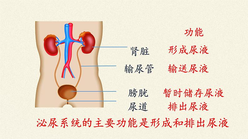 苏教版生物七年级下册 第十一章 第一节 人体泌尿系统的组成(5)（课件）第8页