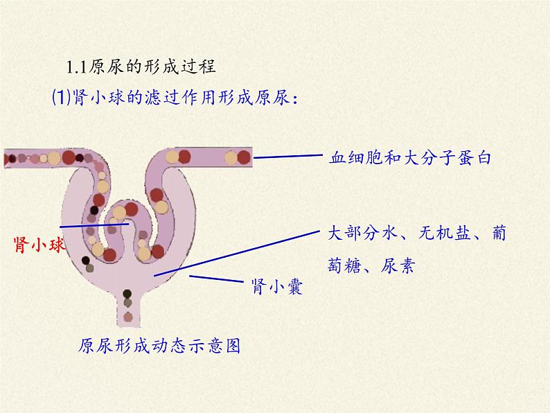 苏教版生物七年级下册 第十一章 第二节 人体废物的排出(2)（课件）08