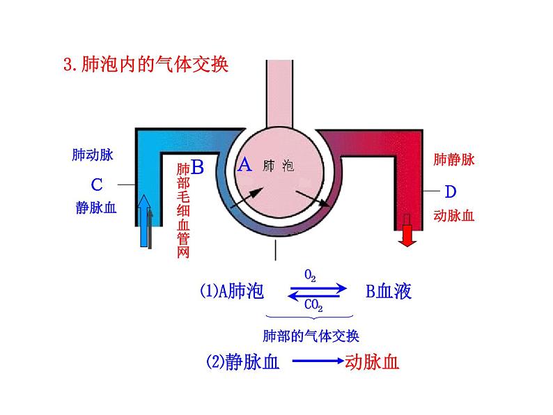 苏教版生物七年级下册 第十章 第四节 人体内的气体交换_1（课件）08