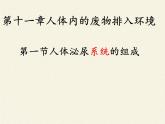 苏教版生物七年级下册 第十一章 第一节 人体泌尿系统的组成（课件）