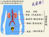 苏教版生物七年级下册 第十一章 第一节 人体泌尿系统的组成（课件）