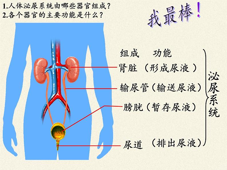 苏教版生物七年级下册 第十一章 第一节 人体泌尿系统的组成（课件）第5页