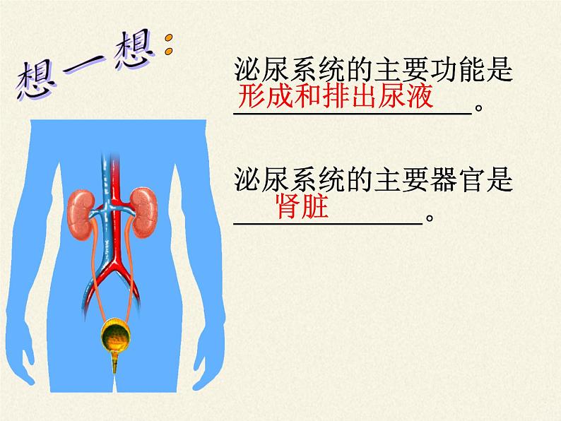 苏教版生物七年级下册 第十一章 第一节 人体泌尿系统的组成（课件）第6页