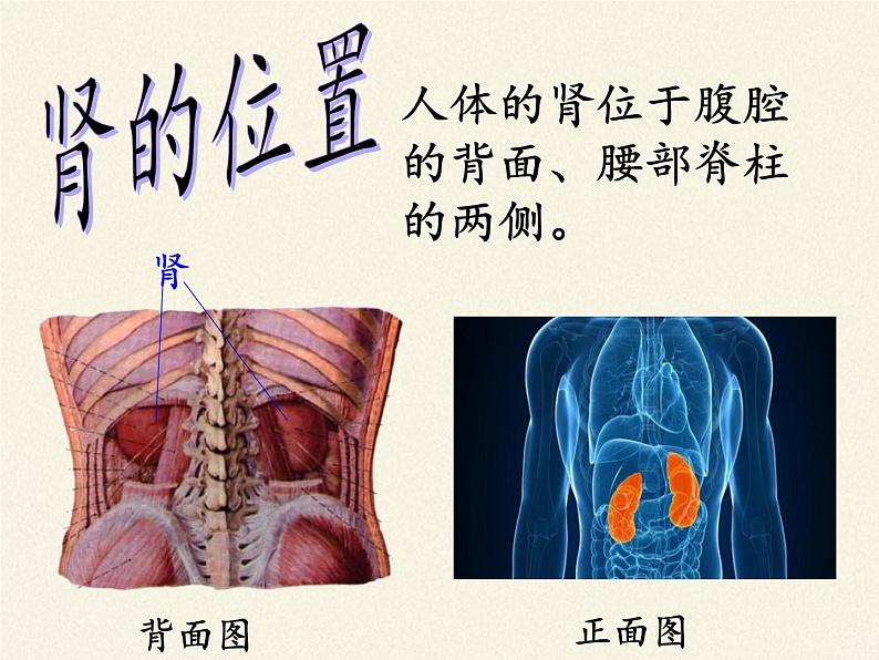 苏教版生物七年级下册 第十一章 第一节 人体泌尿系统的组成（课件）第8页