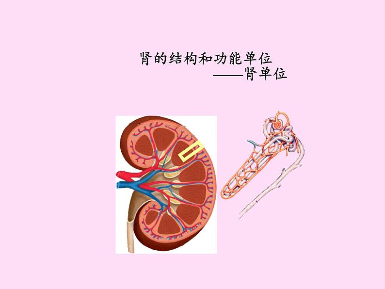 苏教版生物七年级下册 第十一章 第二节 人体废物的排出(5)（课件）02