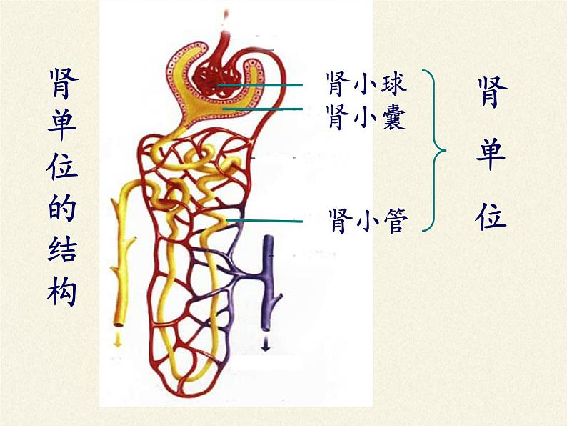 苏教版生物七年级下册 第十一章 第二节 人体废物的排出(5)（课件）03