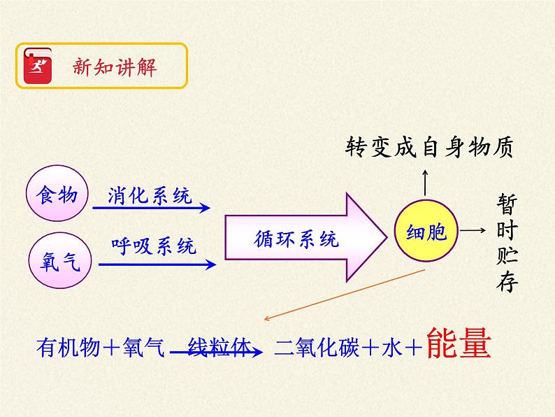 苏教版生物七年级下册 第十章 第五节 人体能量的供给（课件）第5页