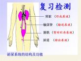 苏教版生物七年级下册 第十一章 第二节 人体废物的排出(8)（课件）